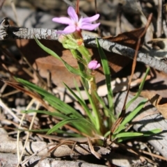 Stylidium armeria subsp. armeria at Mongarlowe, NSW - 23 Mar 2020 01:18 PM