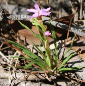 Stylidium armeria subsp. armeria at Mongarlowe, NSW - 23 Mar 2020 01:18 PM