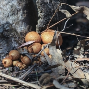 Gymnopilus junonius at Acton, ACT - 13 Mar 2020 12:06 PM