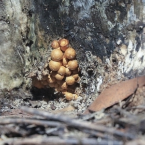 Gymnopilus junonius at Acton, ACT - 13 Mar 2020