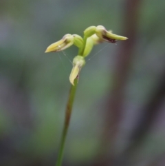 Corunastylis sp. (A Midge Orchid) at Mongarlowe, NSW - 23 Mar 2020 by LisaH