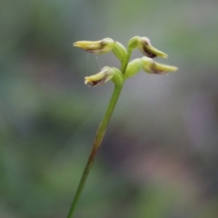 Corunastylis sp. at Mongarlowe, NSW - suppressed