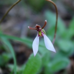 Eriochilus cucullatus (Parson's Bands) at Mongarlowe River - 23 Mar 2020 by LisaH