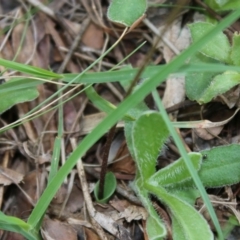 Eriochilus cucullatus at Mongarlowe, NSW - suppressed