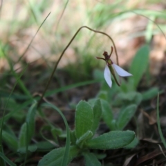 Eriochilus cucullatus at Mongarlowe, NSW - suppressed