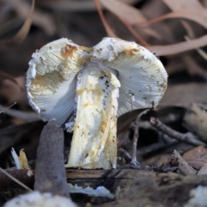 Amanita sp. at Hackett, ACT - 13 Mar 2020 08:21 AM