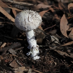 Amanita sp. at Hackett, ACT - 13 Mar 2020 08:21 AM