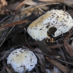 Amanita sp. at Hackett, ACT - 13 Mar 2020 08:21 AM