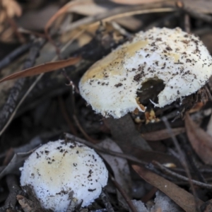 Amanita sp. at Hackett, ACT - 13 Mar 2020 08:21 AM