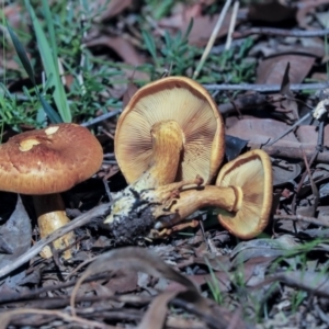 Gymnopilus junonius at Acton, ACT - 13 Mar 2020 12:07 PM