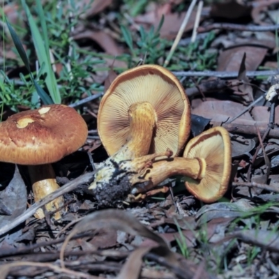 Gymnopilus junonius (Spectacular Rustgill) at ANBG - 13 Mar 2020 by AlisonMilton