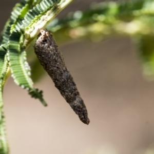 Conoeca or Lepidoscia (genera) IMMATURE at Acton, ACT - 13 Mar 2020