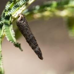 Lepidoscia (genus) IMMATURE (Unidentified Cone Case Moth larva, pupa, or case) at Acton, ACT - 13 Mar 2020 by AlisonMilton