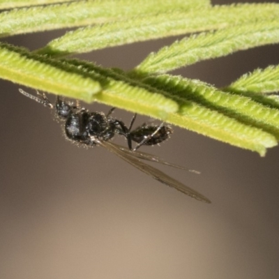 Unverified Ant (Hymenoptera, Formicidae) at Acton, ACT - 13 Mar 2020 by AlisonMilton