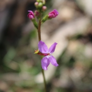 Stylidium sp. at Mongarlowe, NSW - 23 Mar 2020