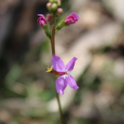 Stylidium sp. (Trigger Plant) at Mongarlowe, NSW - 23 Mar 2020 by LisaH