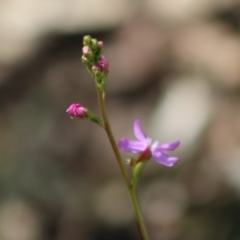 Stylidium sp. at Mongarlowe, NSW - 23 Mar 2020