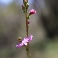 Stylidium sp. at Mongarlowe, NSW - 23 Mar 2020 01:13 PM