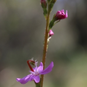 Stylidium sp. at Mongarlowe, NSW - 23 Mar 2020