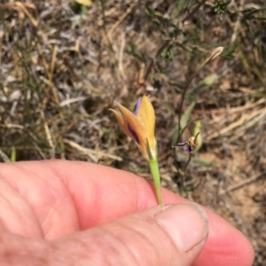 Wahlenbergia luteola at Murrumbateman, NSW - 17 Nov 2019