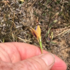 Wahlenbergia luteola (Yellowish Bluebell) at Murrumbateman, NSW - 17 Nov 2019 by ALCaston