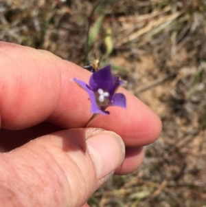 Wahlenbergia luteola at Murrumbateman, NSW - 17 Nov 2019