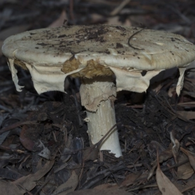 Amanita sp. (Amanita sp.) at Acton, ACT - 13 Mar 2020 by AlisonMilton