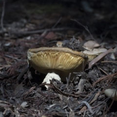 Amanita sp. at Acton, ACT - 13 Mar 2020 08:44 AM