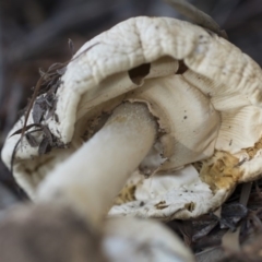 Amanita sp. at Acton, ACT - 13 Mar 2020