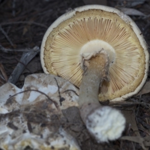 Amanita sp. at Acton, ACT - 13 Mar 2020 08:44 AM