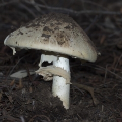 Amanita sp. at Acton, ACT - 13 Mar 2020 08:44 AM