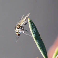 Geron sp. (genus) (Slender Bee Fly) at ANBG - 12 Mar 2020 by AlisonMilton