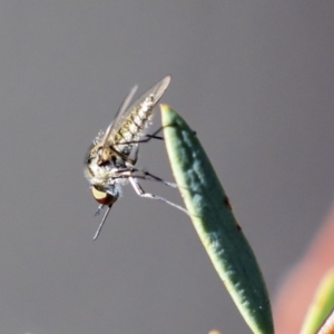 Geron sp. (genus) at Acton, ACT - 13 Mar 2020