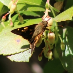 Trapezites symmomus (Splendid Ochre) at Mongarlowe, NSW - 23 Mar 2020 by LisaH