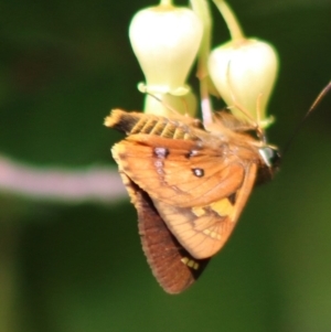 Trapezites symmomus at Mongarlowe, NSW - 23 Mar 2020 12:30 PM