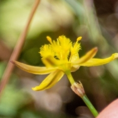 Tricoryne elatior (Yellow Rush Lily) at Murrumbateman, NSW - 18 Nov 2019 by ALCaston