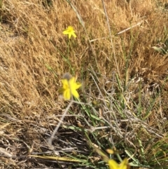 Tricoryne elatior at Murrumbateman, NSW - 18 Nov 2019