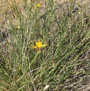 Tricoryne elatior at Murrumbateman, NSW - 18 Nov 2019