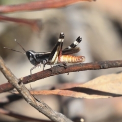 Macrotona australis (Common Macrotona Grasshopper) at Hackett, ACT - 13 Mar 2020 by AlisonMilton