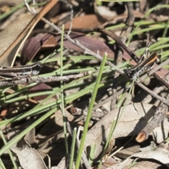 Macrotona australis at Hackett, ACT - 13 Mar 2020