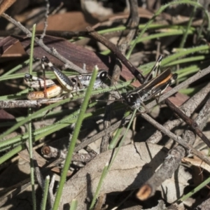 Macrotona australis at Hackett, ACT - 13 Mar 2020