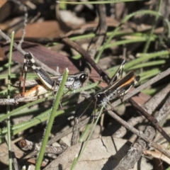 Macrotona australis at Hackett, ACT - 13 Mar 2020