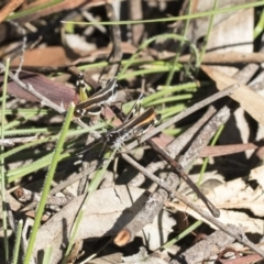 Macrotona australis at Hackett, ACT - 13 Mar 2020 10:14 AM