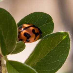 Coccinella transversalis at Acton, ACT - 13 Mar 2020