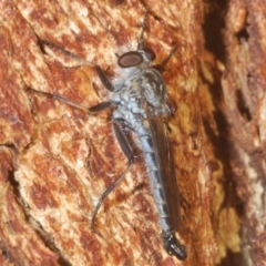 Cerdistus sp. (genus) (Yellow Slender Robber Fly) at The Pinnacle - 23 Mar 2020 by Harrisi