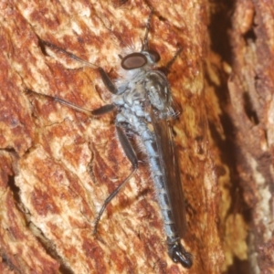 Cerdistus sp. (genus) at Weetangera, ACT - 23 Mar 2020