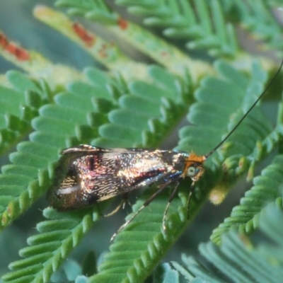 Nemophora (genus) (A Fairy Moth) at Weetangera, ACT - 23 Mar 2020 by Harrisi