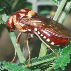 Pergagrapta polita (Sawfly) at Weetangera, ACT - 23 Mar 2020 by Harrisi