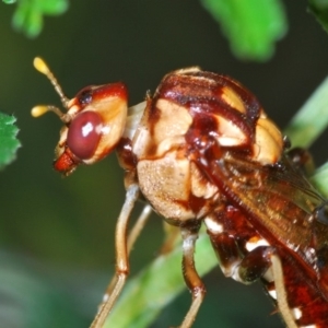 Pergagrapta polita at Weetangera, ACT - 23 Mar 2020 05:40 PM