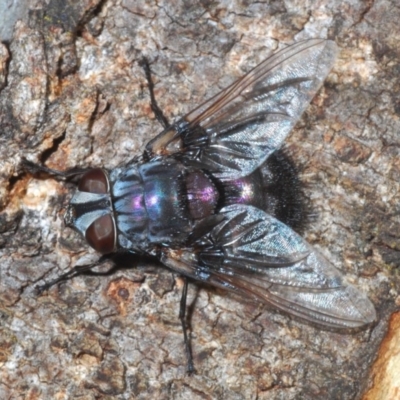 Rutilia (Donovanius) sp. (genus & subgenus) (A Bristle Fly) at The Pinnacle - 23 Mar 2020 by Harrisi